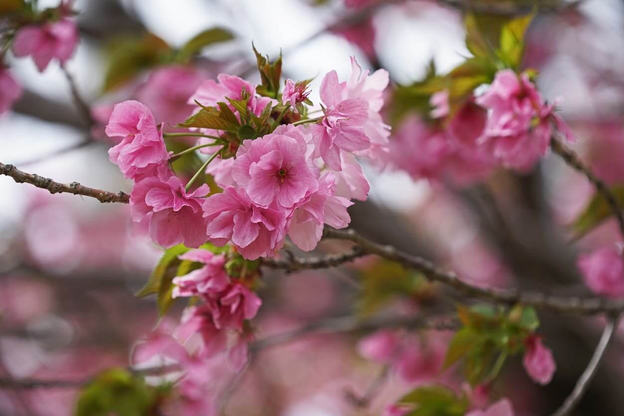 4月の誕生花一覧 4月の誕生月の花 誕生日の花言葉を日別に紹介 うらなえる 運命の恋占い