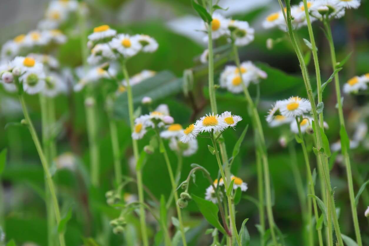 4月の誕生花一覧 4月の誕生月の花 誕生日の花言葉を日別に紹介 うらなえる 運命の恋占い