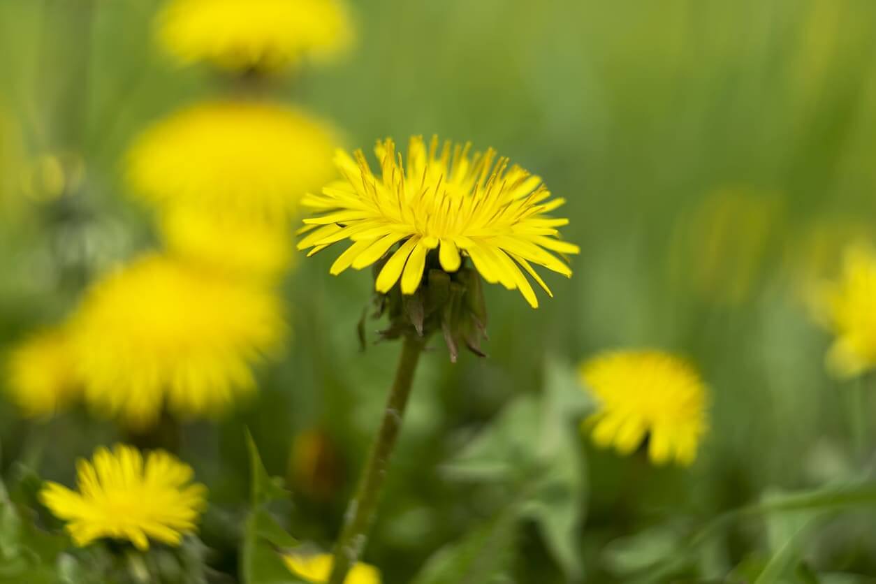 4月の誕生花一覧 4月の誕生月の花 誕生日の花言葉を日別に紹介 うらなえる 運命の恋占い