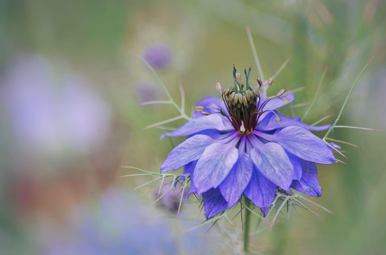 4月の誕生花一覧 4月の誕生月の花 誕生日の花言葉を日別に紹介 うらなえる 運命の恋占い