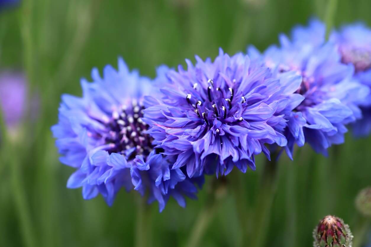 4月の誕生花一覧 4月の誕生月の花 誕生日の花言葉を日別に紹介 うらなえる 運命の恋占い