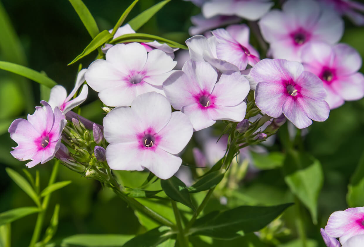 5月の誕生花一覧 5月の誕生月の花 誕生日の花言葉を日別に紹介 うらなえる 運命の恋占い