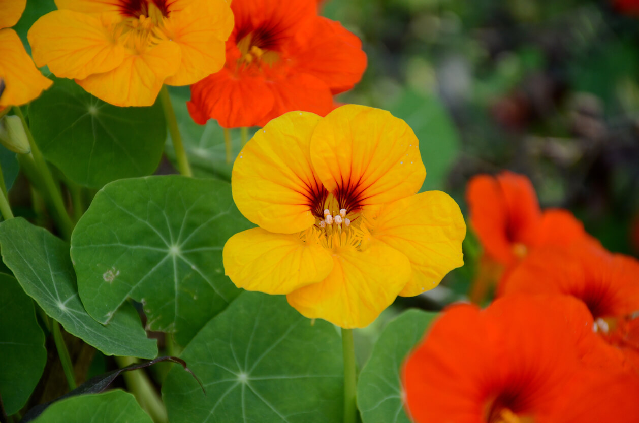 5月の誕生花一覧 5月の誕生月の花 誕生日の花言葉を日別に紹介 うらなえる 運命の恋占い