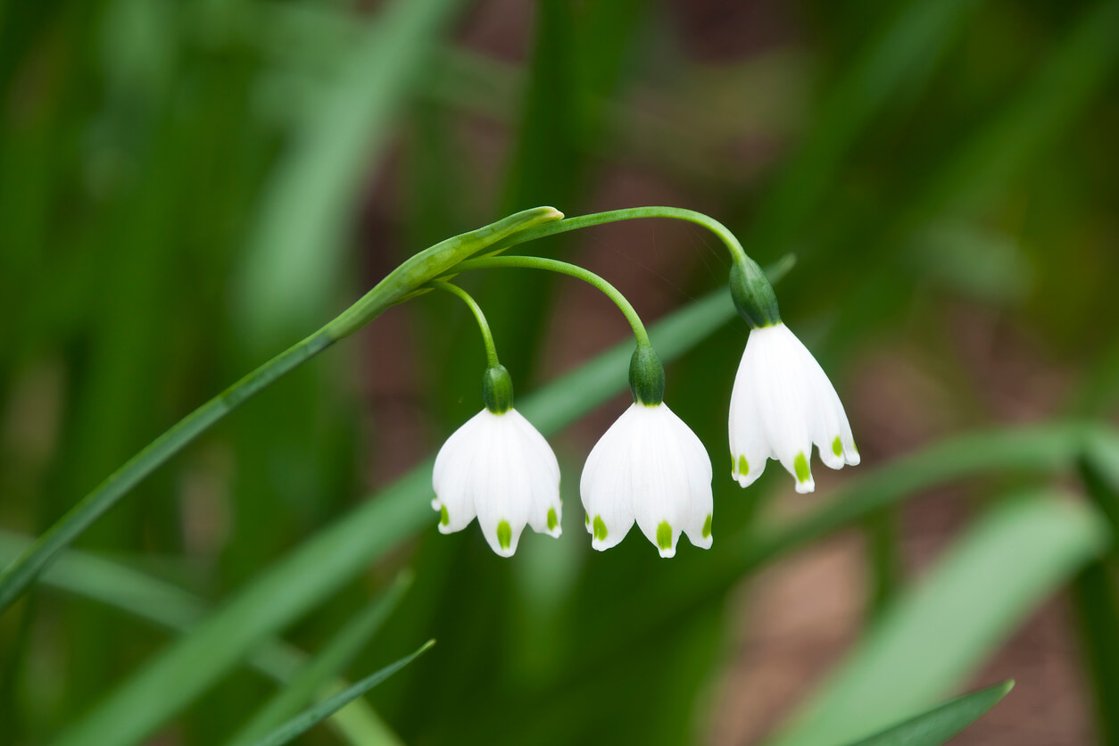 5月の誕生花一覧 5月の誕生月の花 誕生日の花言葉を日別に紹介 うらなえる 運命の恋占い