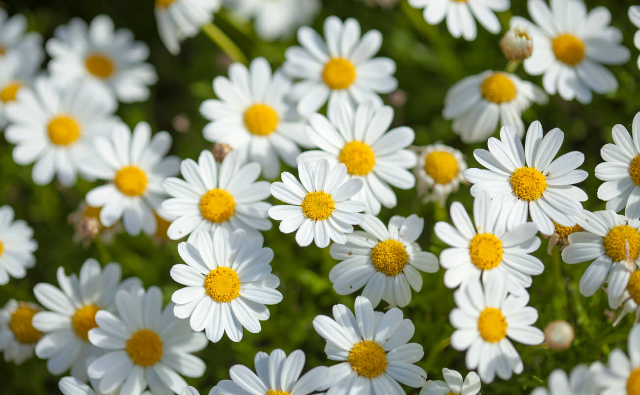 5月の誕生花一覧 5月の誕生月の花 誕生日の花言葉を日別に紹介 うらなえる 運命の恋占い