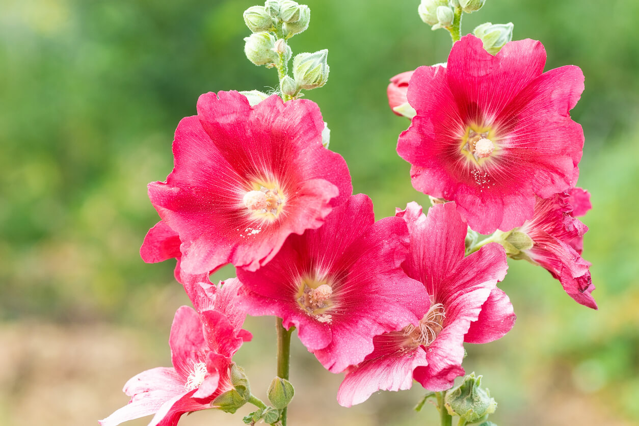 5月の誕生花一覧 5月の誕生月の花 誕生日の花言葉を日別に紹介 うらなえる 運命の恋占い