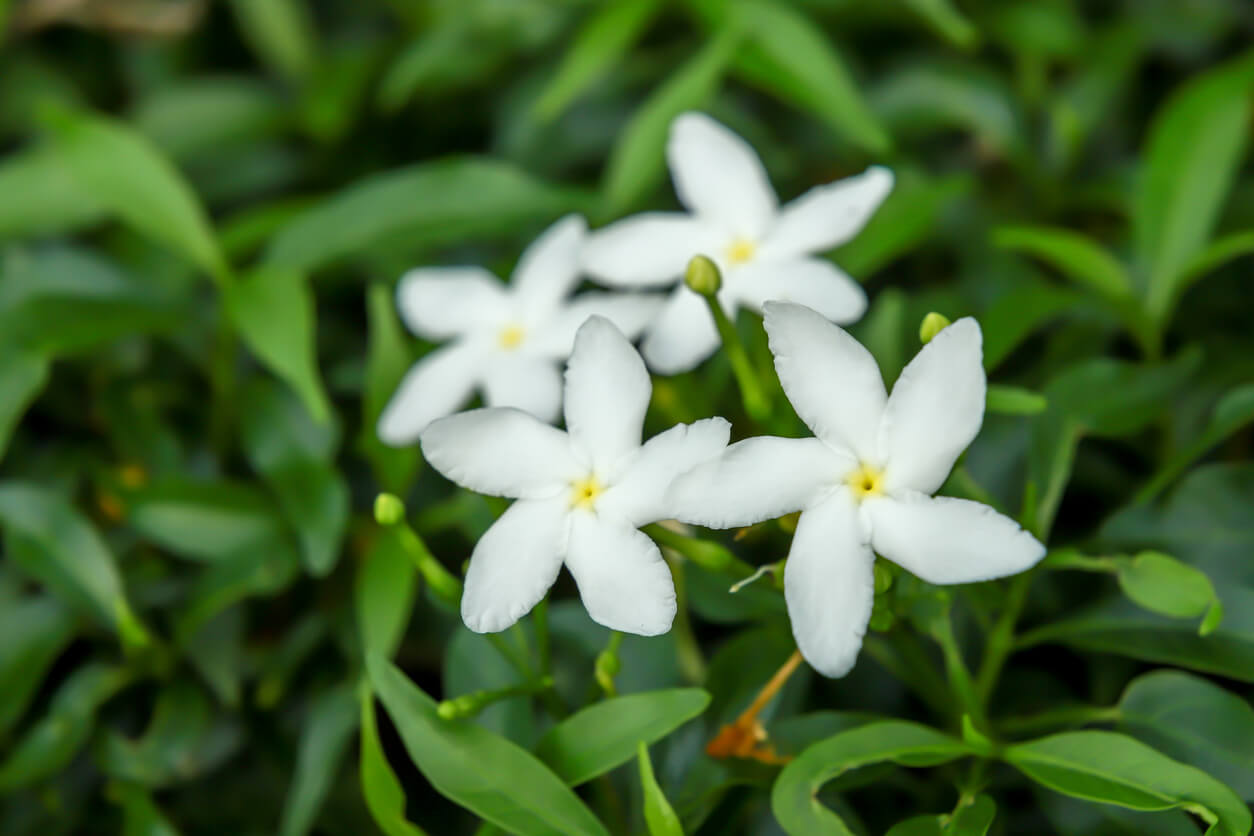 6月の誕生花一覧 6月の誕生月の花 誕生日の花言葉を日別に紹介 うらなえる 運命の恋占い