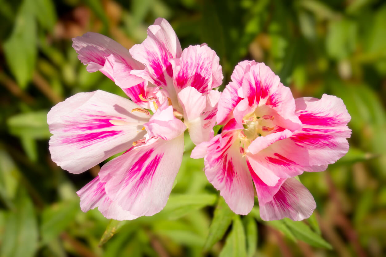 6月の誕生花一覧 6月の誕生月の花 誕生日の花言葉を日別に紹介 うらなえる 運命の恋占い