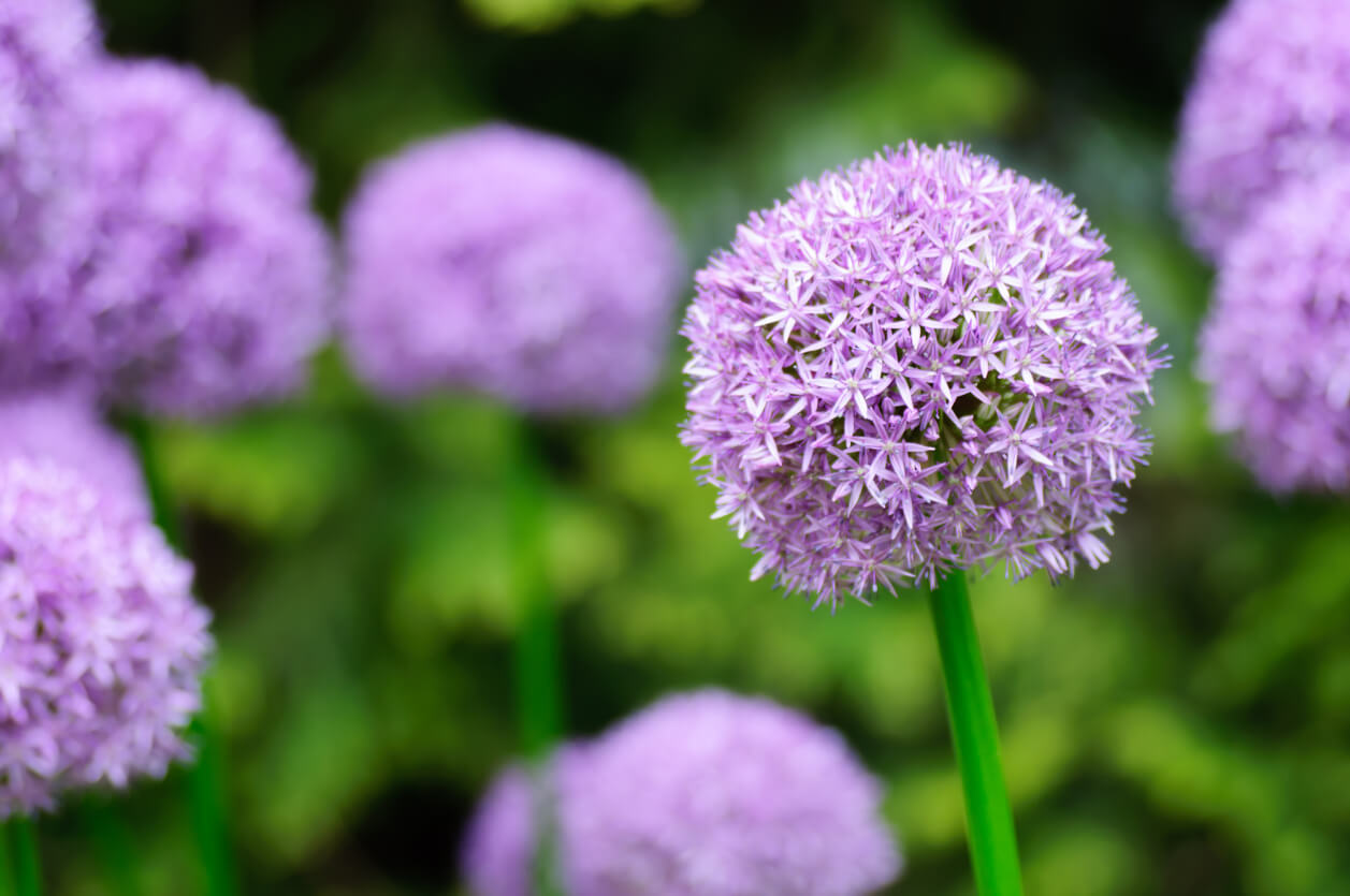 6月の誕生花一覧 6月の誕生月の花 誕生日の花言葉を日別に紹介 うらなえる 運命の恋占い