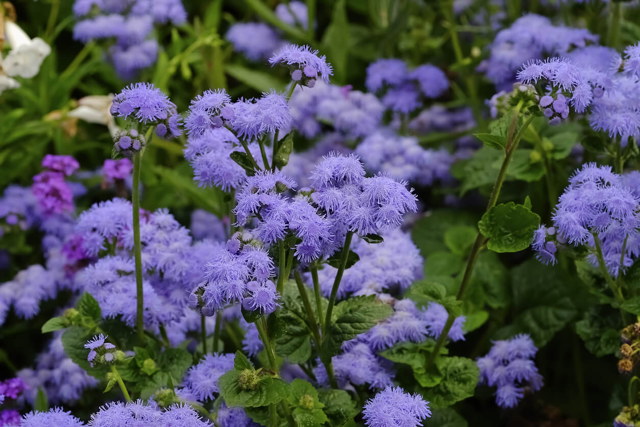 6月の誕生花一覧 6月の誕生月の花 誕生日の花言葉を日別に紹介 うらなえる 運命の恋占い