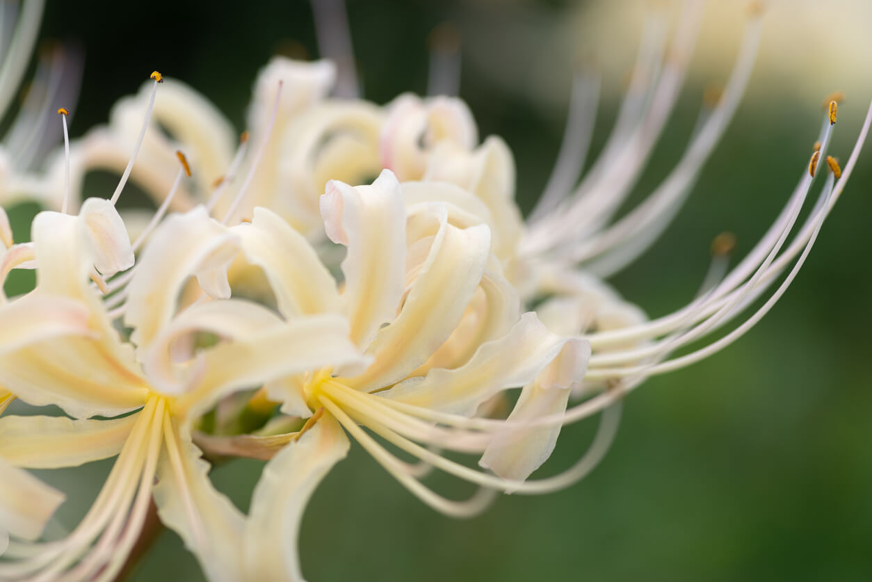 6月の誕生花一覧 6月の誕生月の花 誕生日の花言葉を日別に紹介 うらなえる 運命の恋占い