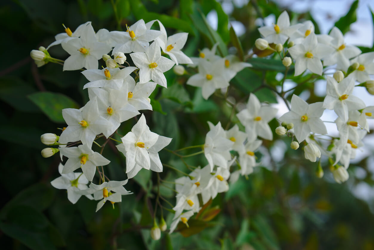 6月の誕生花一覧 6月の誕生月の花 誕生日の花言葉を日別に紹介 うらなえる 運命の恋占い