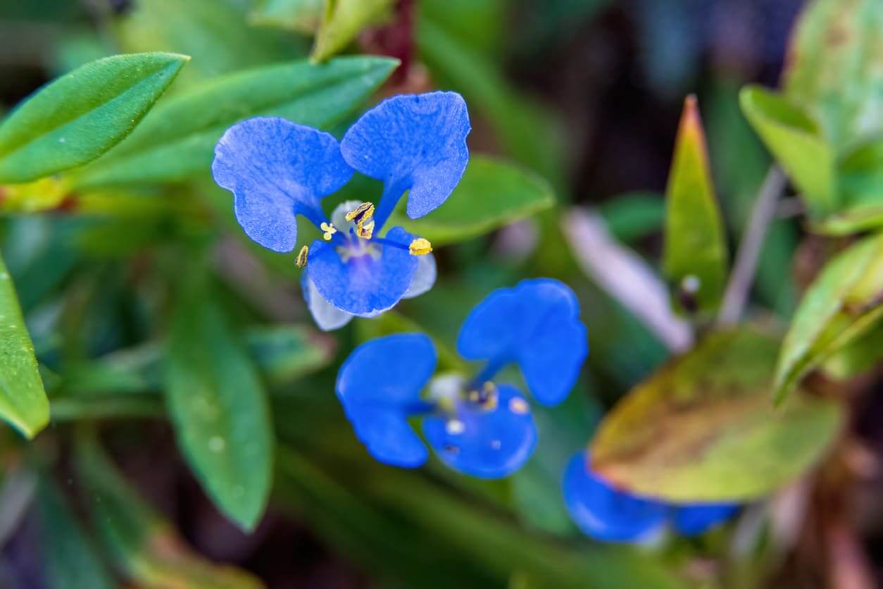 7月の誕生花一覧 7月の誕生月の花 誕生日の花言葉を日別に紹介 うらなえる 運命の恋占い