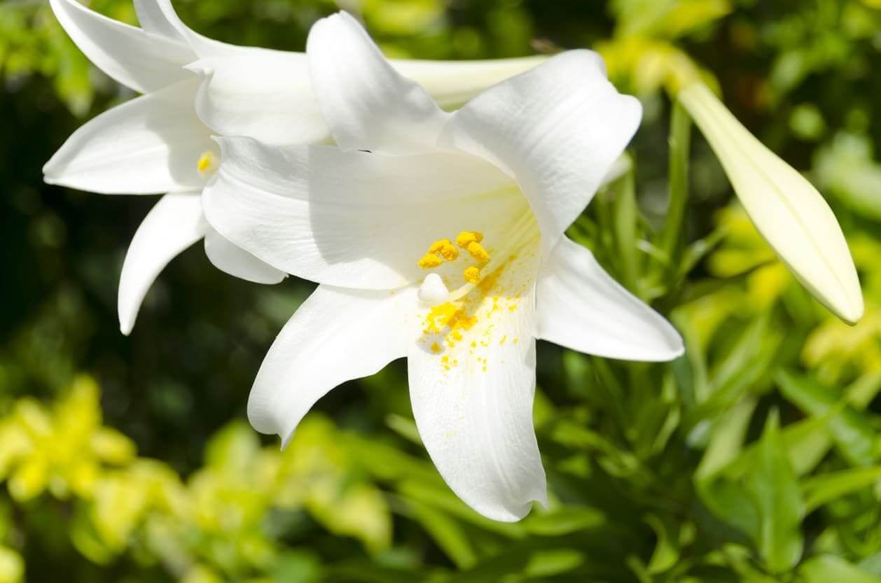 7月の誕生花一覧 7月の誕生月の花 誕生日の花言葉を日別に紹介 うらなえる 運命の恋占い