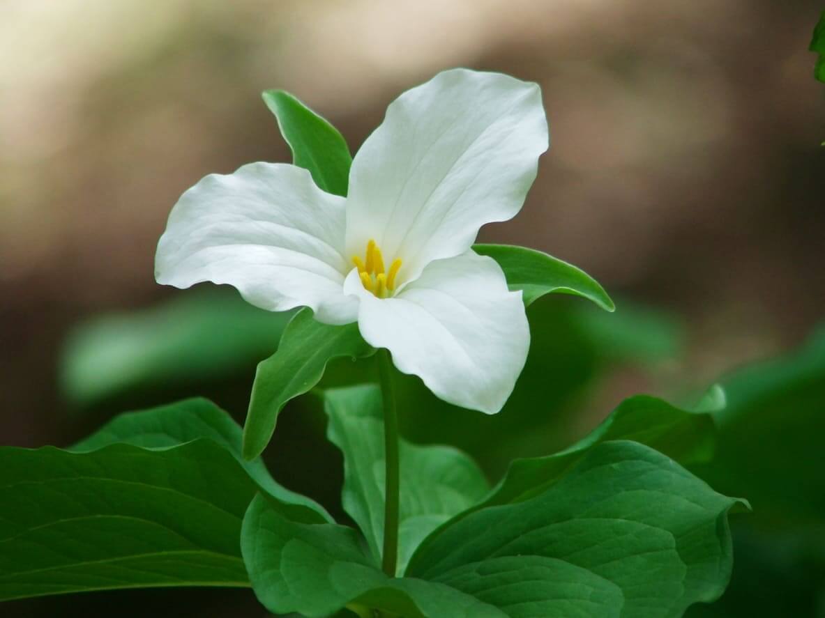 7月の誕生花一覧 7月の誕生月の花 誕生日の花言葉を日別に紹介 うらなえる 運命の恋占い