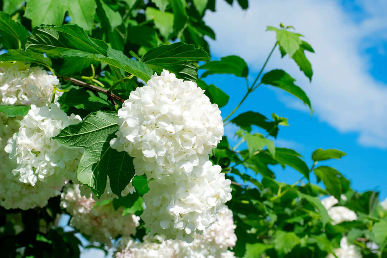 7月の誕生花一覧 7月の誕生月の花 誕生日の花言葉を日別に紹介 うらなえる 運命の恋占い