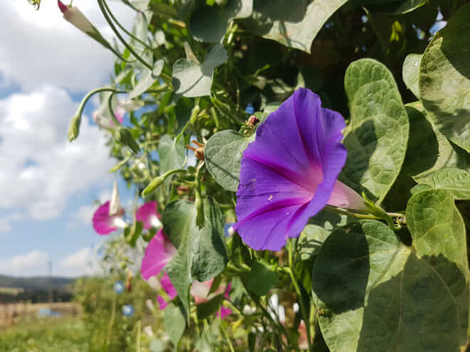 8月の誕生花一覧 8月の誕生月の花 誕生日の花言葉を日別に紹介 うらなえる 運命の恋占い