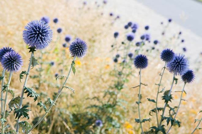 8月の誕生花一覧 8月の誕生月の花 誕生日の花言葉を日別に紹介 うらなえる 運命の恋占い