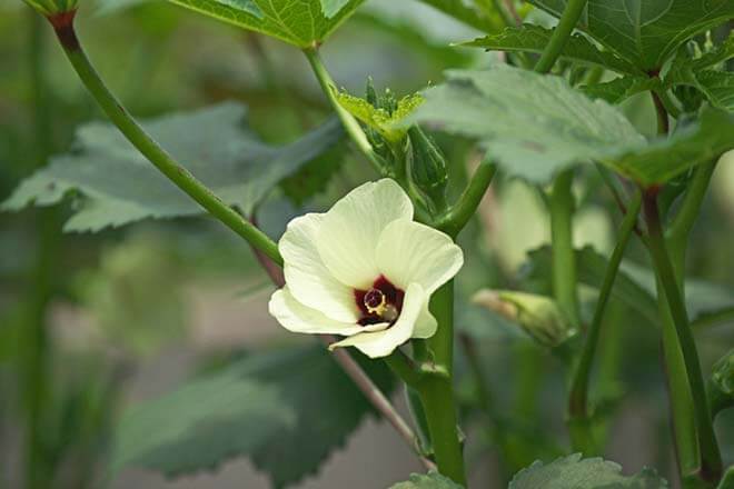 8月の誕生花一覧 8月の誕生月の花 誕生日の花言葉を日別に紹介 うらなえる 運命の恋占い