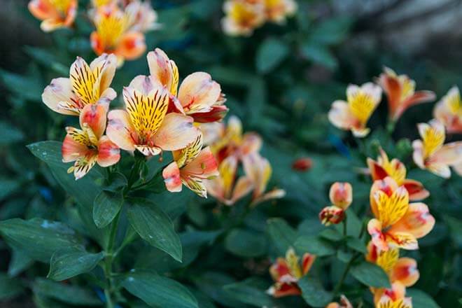 8月の誕生花一覧 8月の誕生月の花 誕生日の花言葉を日別に紹介 うらなえる 運命の恋占い