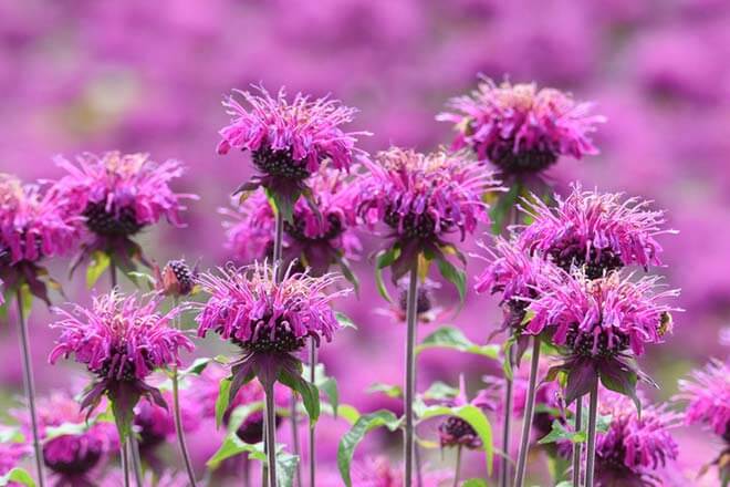 8月の誕生花一覧 8月の誕生月の花 誕生日の花言葉を日別に紹介 うらなえる 運命の恋占い