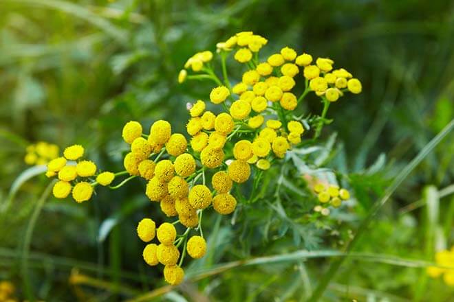 8月の誕生花一覧 8月の誕生月の花 誕生日の花言葉を日別に紹介 うらなえる 運命の恋占い