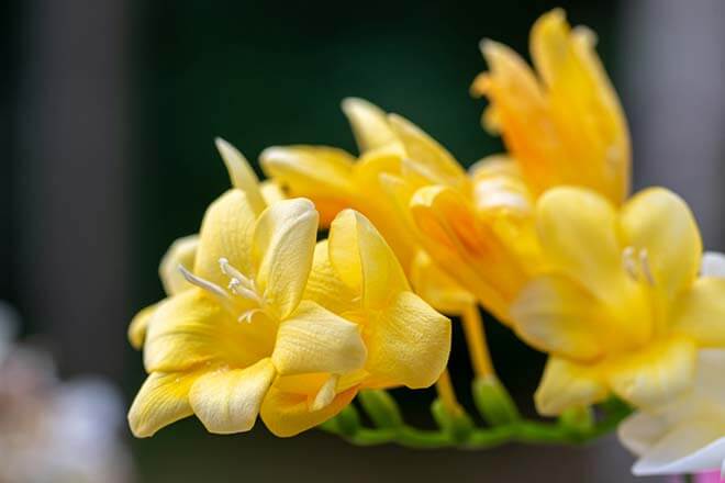 8月の誕生花一覧 8月の誕生月の花 誕生日の花言葉を日別に紹介 うらなえる 運命の恋占い