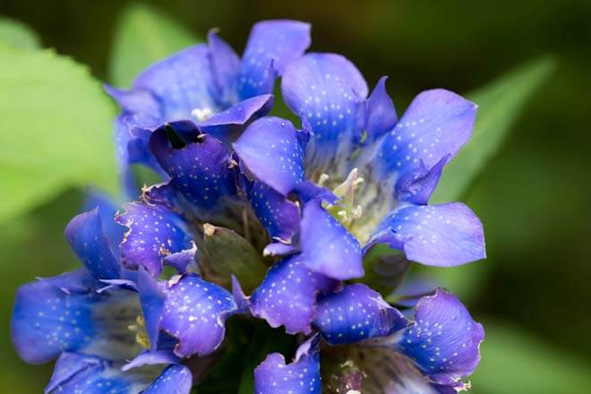 8月の誕生花一覧 8月の誕生月の花 誕生日の花言葉を日別に紹介 うらなえる 運命の恋占い