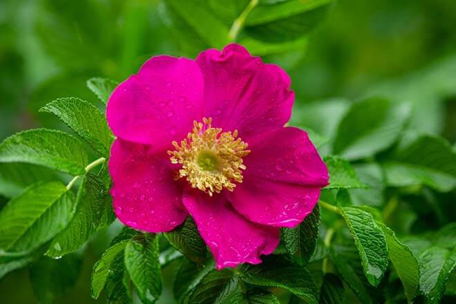 9月の誕生花一覧 9月の誕生月の花 誕生日の花言葉を日別に紹介 うらなえる 運命の恋占い