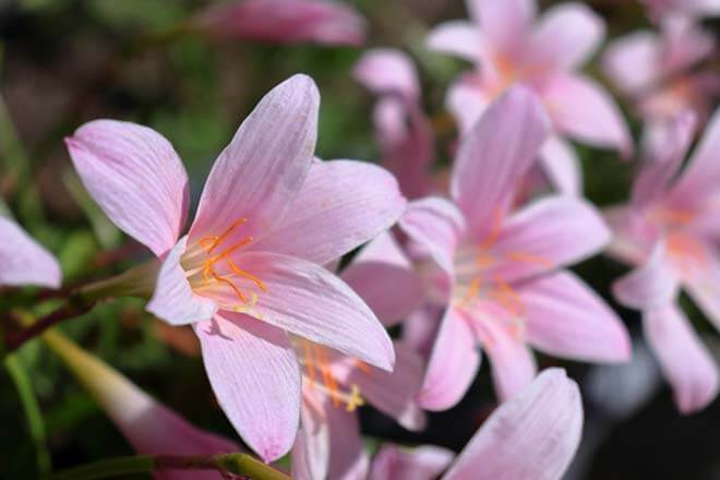 9月の誕生花一覧 9月の誕生月の花 誕生日の花言葉を日別に紹介 うらなえる 運命の恋占い