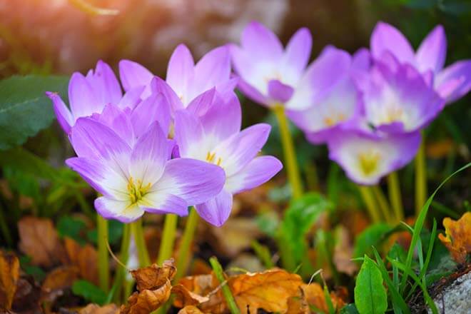 9月の誕生花一覧 9月の誕生月の花 誕生日の花言葉を日別に紹介 うらなえる 運命の恋占い