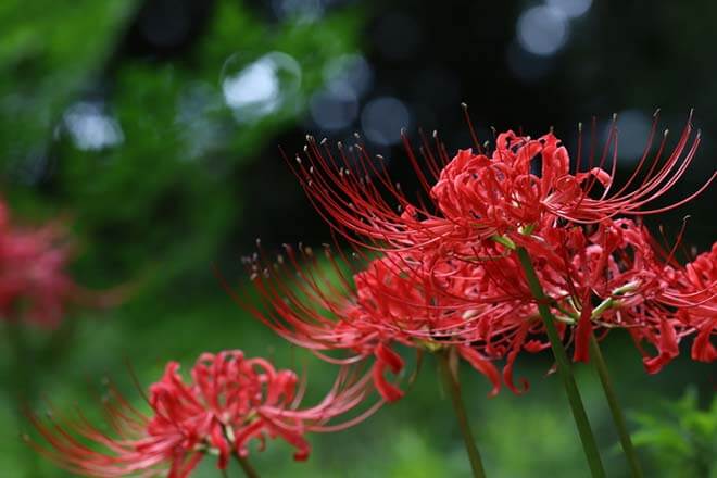 9月の誕生花一覧 9月の誕生月の花 誕生日の花言葉を日別に紹介 うらなえる 運命の恋占い