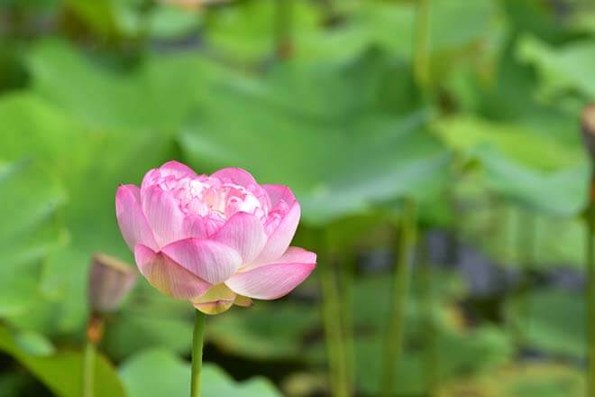 9月の誕生花一覧 9月の誕生月の花 誕生日の花言葉を日別に紹介 うらなえる 運命の恋占い