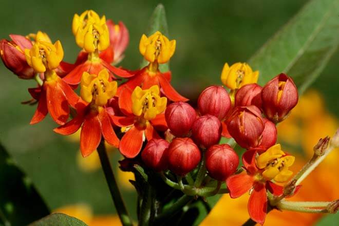 9月の誕生花一覧 9月の誕生月の花 誕生日の花言葉を日別に紹介 うらなえる 運命の恋占い