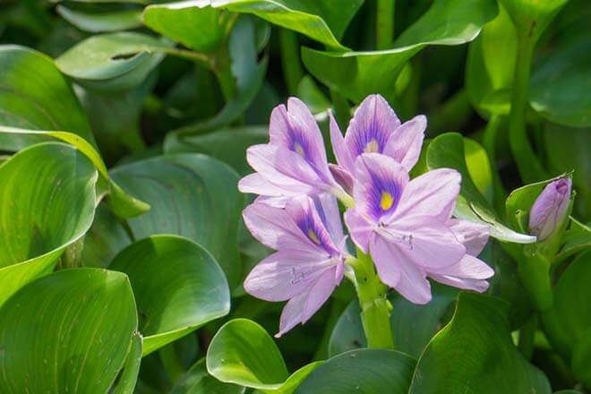 10月の誕生花一覧 10月の誕生月の花 誕生日の花言葉を日別に紹介 うらなえる 運命の恋占い