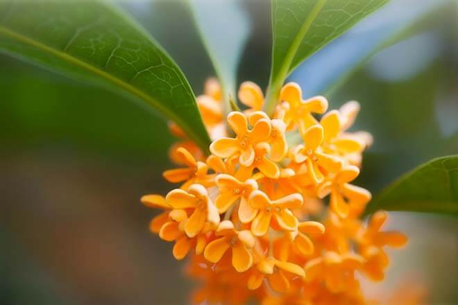 10月の誕生花一覧 10月の誕生月の花 誕生日の花言葉を日別に紹介 うらなえる 運命の恋占い