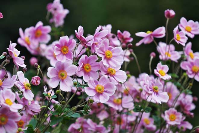 10月の誕生花一覧 10月の誕生月の花 誕生日の花言葉を日別に紹介 うらなえる 運命の恋占い