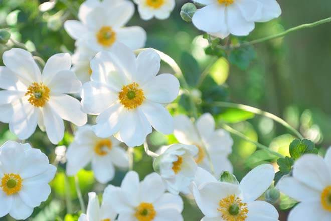 10月の誕生花一覧 10月の誕生月の花 誕生日の花言葉を日別に紹介 うらなえる 運命の恋占い