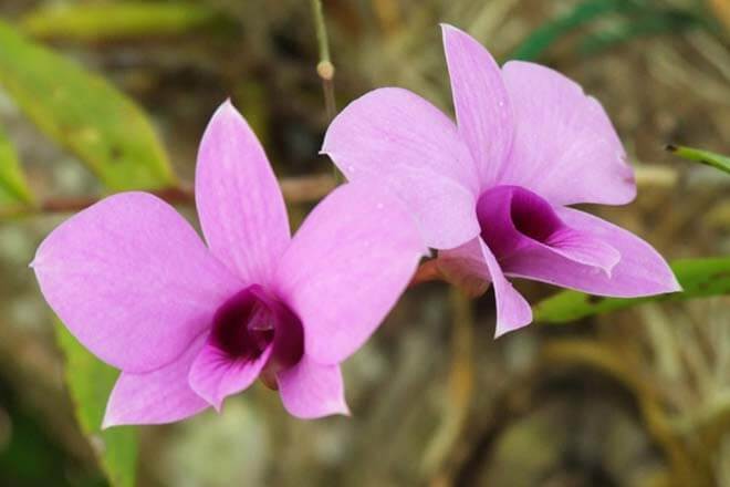 10月の誕生花一覧 10月の誕生月の花 誕生日の花言葉を日別に紹介 うらなえる 運命の恋占い